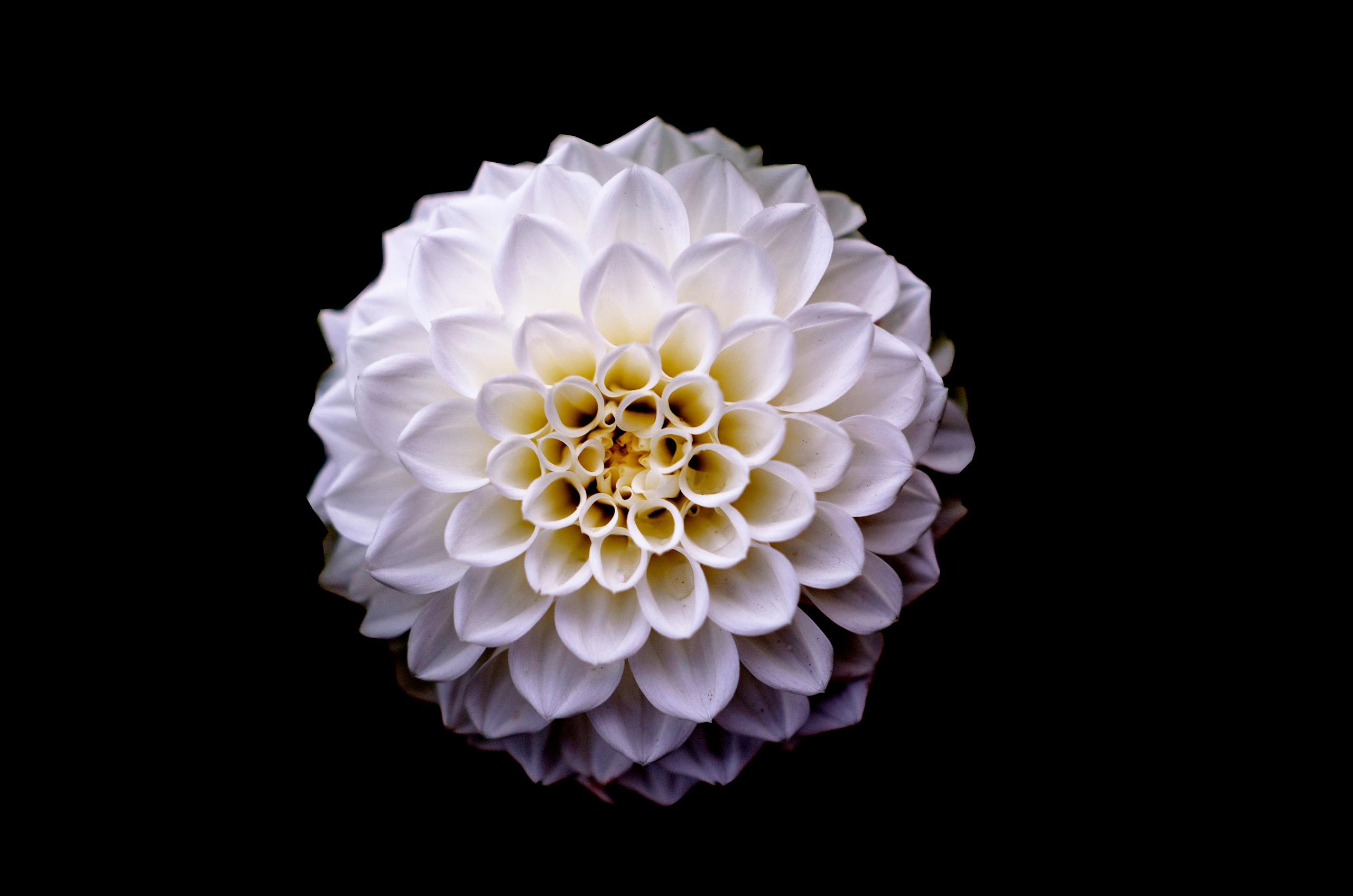 Close-up of a blooming white dahlia flower with delicate petals against a dark background.